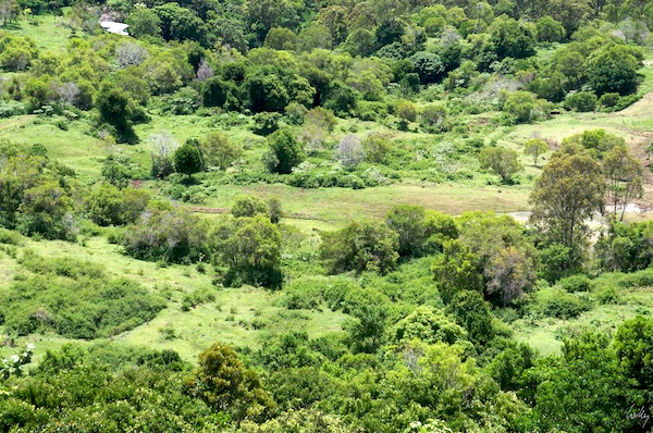 AustraliaEast 10  009-1